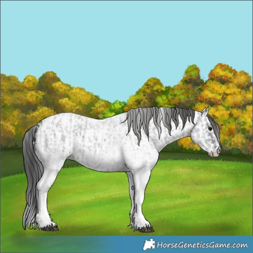 Horse Color:White Spotted Blue Roan Rabicano  and White Spotted Blue Roan Near Leopard Rabicano 