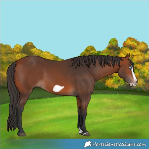 Horse Color:Bay Splash Frame Rabicano 