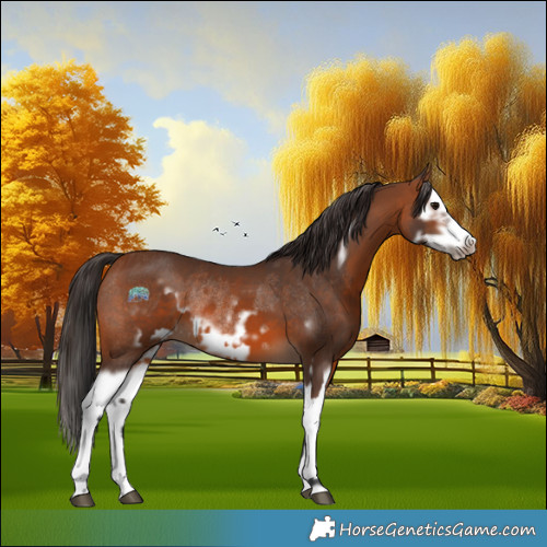 Horse Color:Bay Splash Frame Rabicano  and Bay Splash Frame Rabicano 