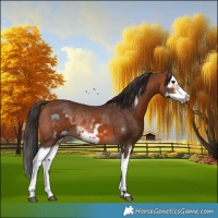 Horse Color:Bay Splash Frame Rabicano and Bay Splash Frame Rabicano