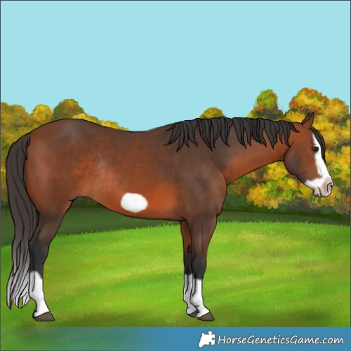Horse Color:Bay Splash Frame Rabicano