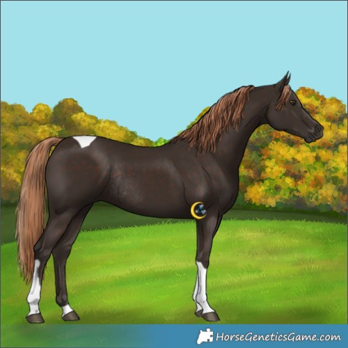 Horse Color:Liver Chestnut Tobiano Rabicano 