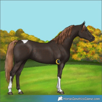 Horse Color:Liver Chestnut Tobiano Rabicano 