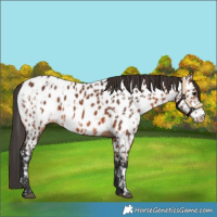 Horse Color:Bay Near Leopard  and Bay Near Leopard 