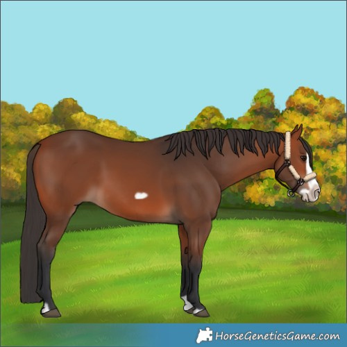 Horse Color:Bay Splash Frame Rabicano 