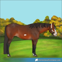 Horse Color:Bay Splash Frame Rabicano
