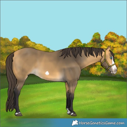 Horse Color:Buckskin Splash Frame Rabicano 