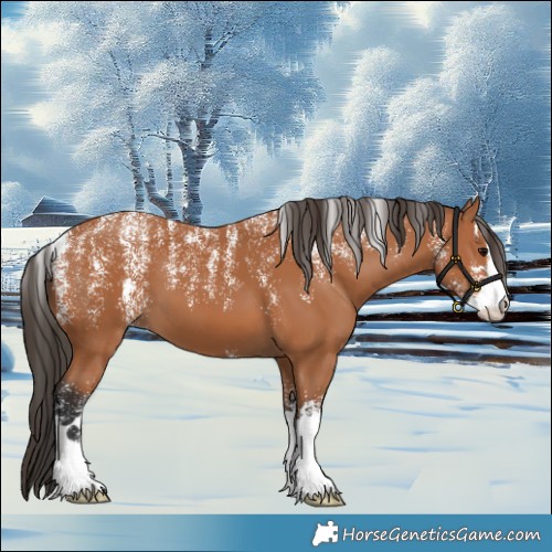 Horse Color:Powder White Bay