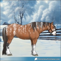 Horse Color:Powder White Bay 