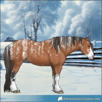 Horse Color:Powder White Bay 
