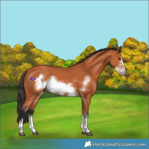 Horse Color:Bay Frame 