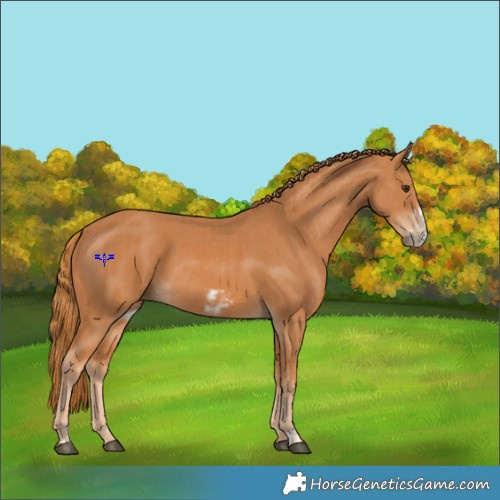 Horse Color:Chestnut Frame  and Chestnut Frame 