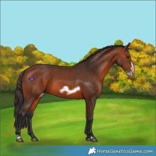 Horse Color:Bay Frame 