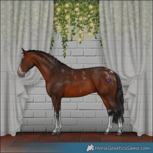 Horse Color:Bay Splash Frame Rabicano and Bay Splash Frame Rabicano