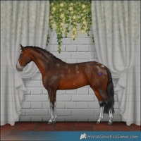 Horse Color:Bay Splash Frame Rabicano and Bay Splash Frame Rabicano