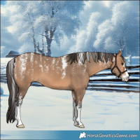 Horse Color:Powder White Bay Dun