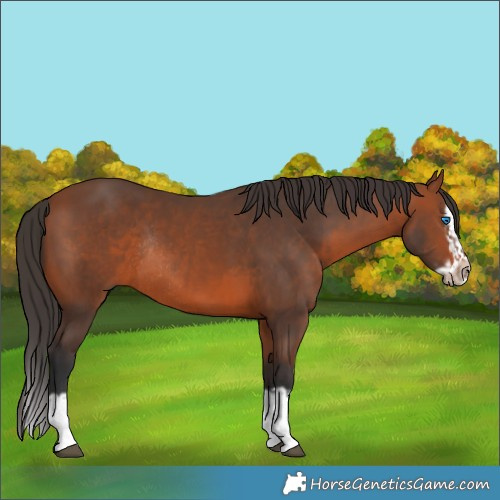 Horse Color:Bay Splash Frame Rabicano  and Bay Splash Frame Rabicano 
