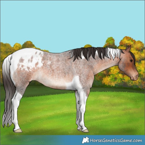 Horse Color:Bay Roan Tobiano Varnish