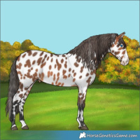 Horse Color:Bay Splash Frame Appaloosa Rabicano