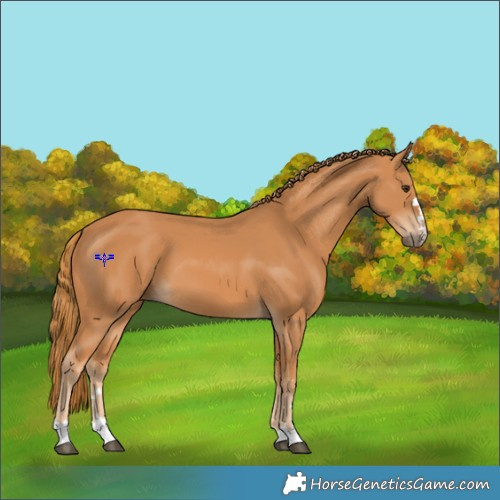 Horse Color:Chestnut 