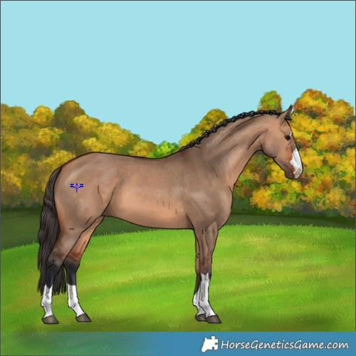 Horse Color:Bay Dun