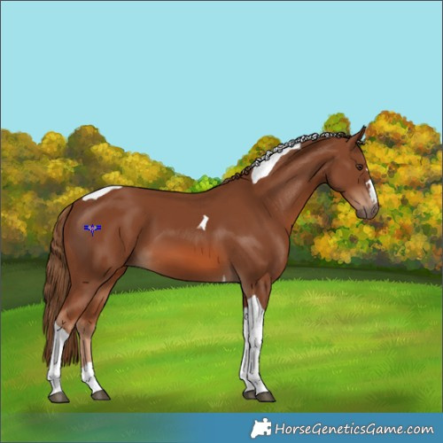 Horse Color:Chestnut Tobiano 