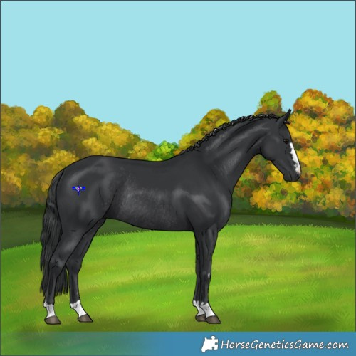 Horse Color:Black Rabicano 