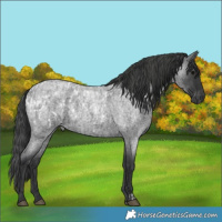 Horse Color:Blue Roan Blanket  and Blue Roan 