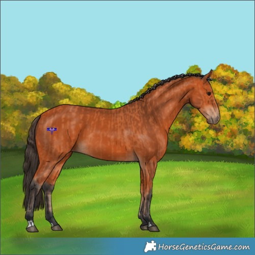 Horse Color:Bay  and Bay 