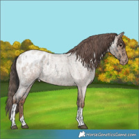 Horse Color:Blue Roan Appaloosa  and Classic Champagne Roan Appaloosa 