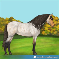 Horse Color:Buckskin Roan  and Buckskin Roan Rabicano 