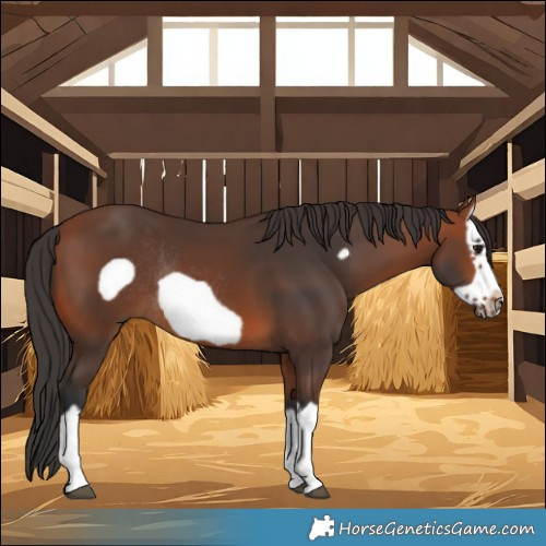 Horse Color:Bay Splash Frame Rabicano