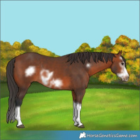 Horse Color:Bay Splash Frame Rabicano