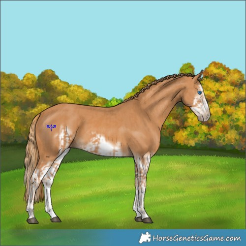 Horse Color:Chestnut Splash Frame  and Chestnut Splash Frame 