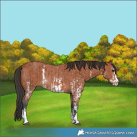 Horse Color:Bay Sabino Rabicano and Bay Sabino Rabicano