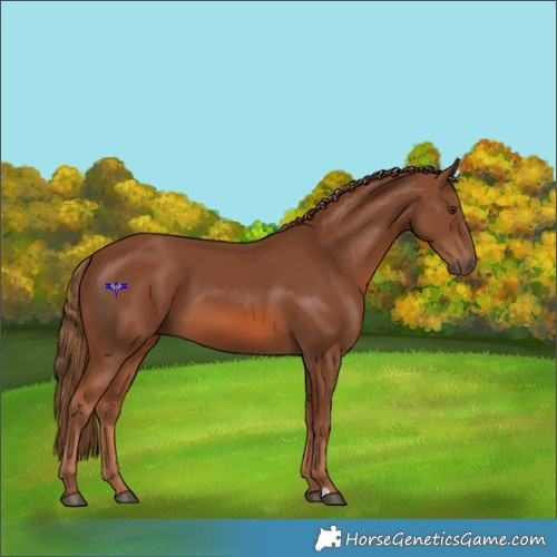 Horse Color:Chestnut 