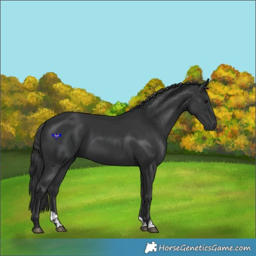 Horse Color:Black  and Black 