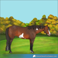 Horse Color:Bay Splash Frame Rabicano