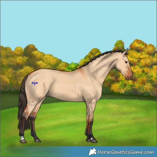 Horse Color:Bay Dun 