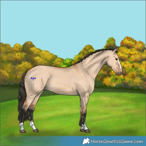 Horse Color:Bay Dun
