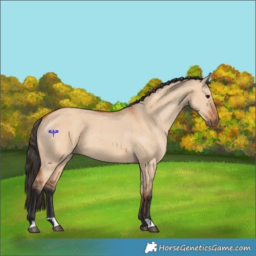Horse Color:Bay Dun and Bay Dun