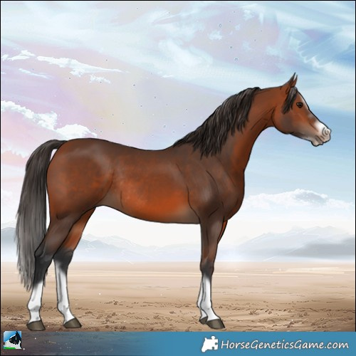 Horse Color:Bay Splash Frame Rabicano 