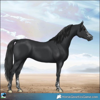Horse Color:Black and Black