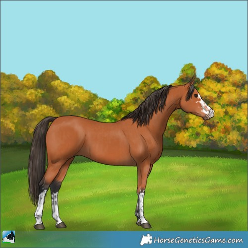 Horse Color:Bay and Bay