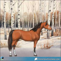 Horse Color:Bay and Bay