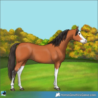 Horse Color:Bay  and Bay Splash 