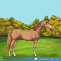 Horse Color:Chestnut  and Chestnut 