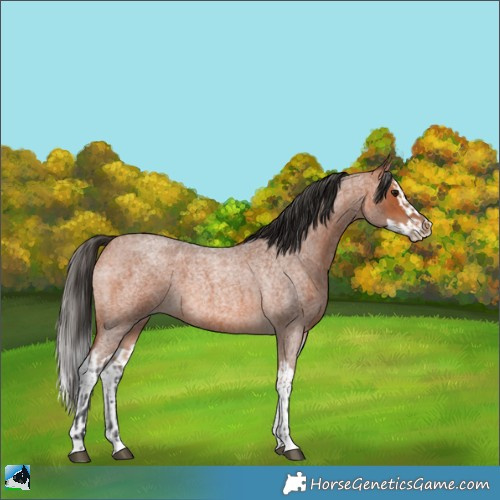 Horse Color:Bay Roan and Bay Roan Splash