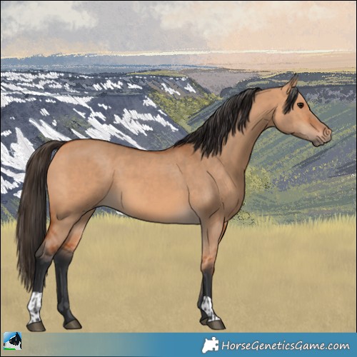 Horse Color:Bay Dun and Bay Dun