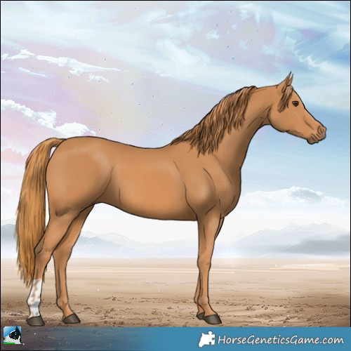 Horse Color:Chestnut and Chestnut